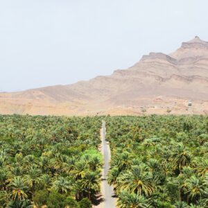 Surf Trek Sustainable Travel Morocco