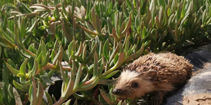 surf trek morocco sustainable travel saved hedgehog