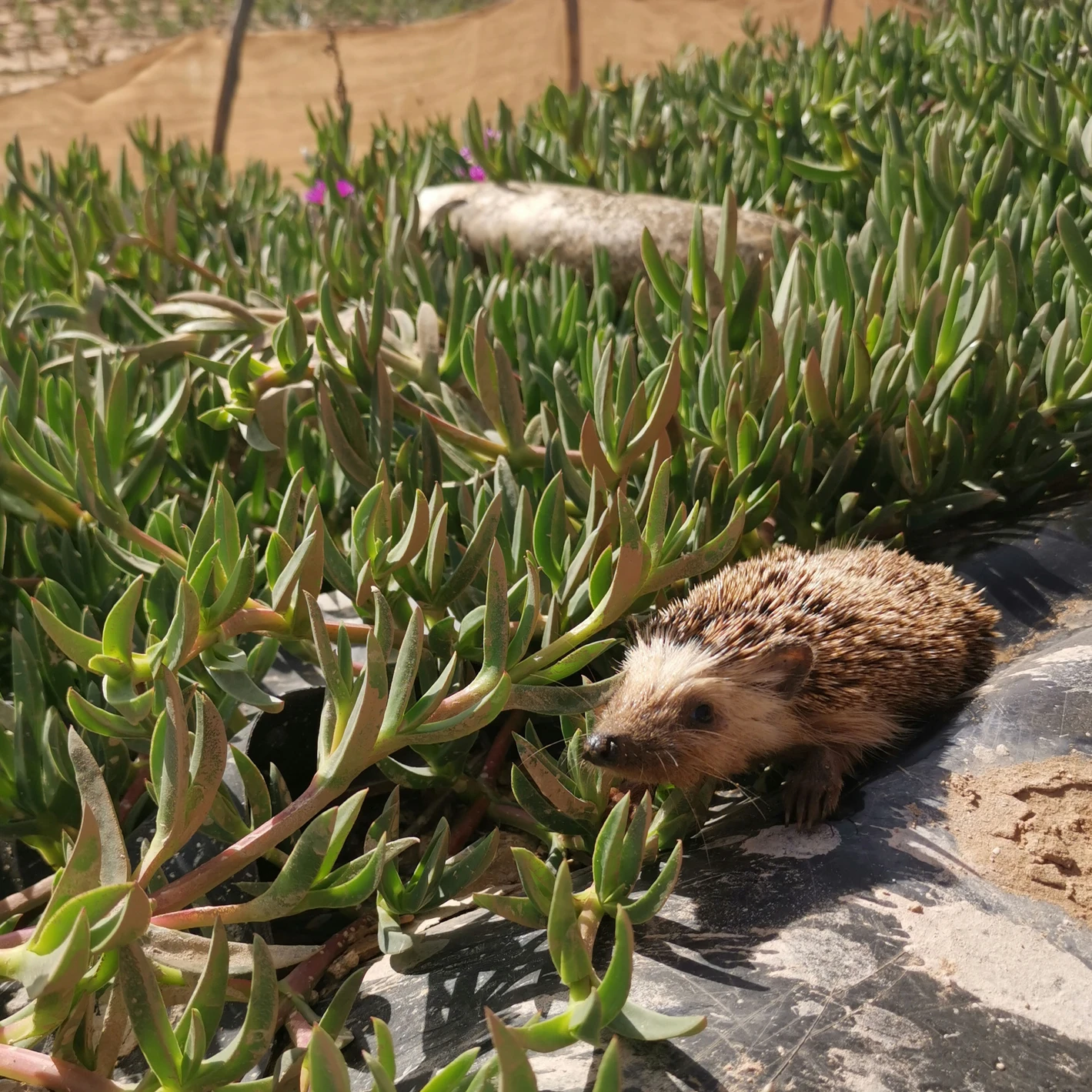 surf trek morocco sustainable travel saved hedgehog